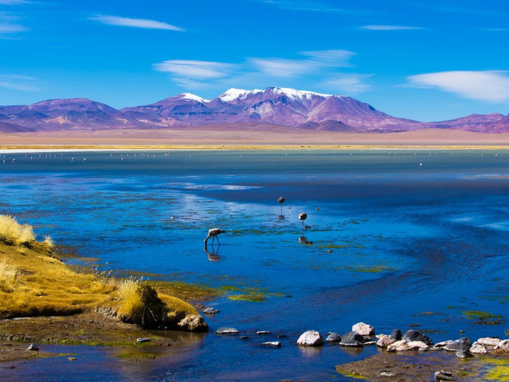 Flamingos, San Pedro de Atacama, Chile