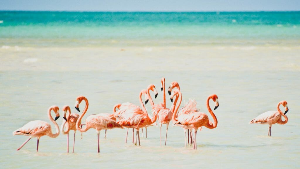 Pink Flamingos, Isla Holbox, Mexico