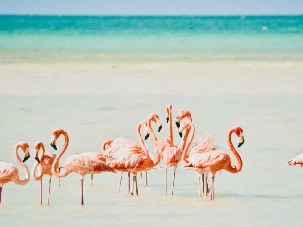 Pink Flamingos, Isla Holbox, Mexico