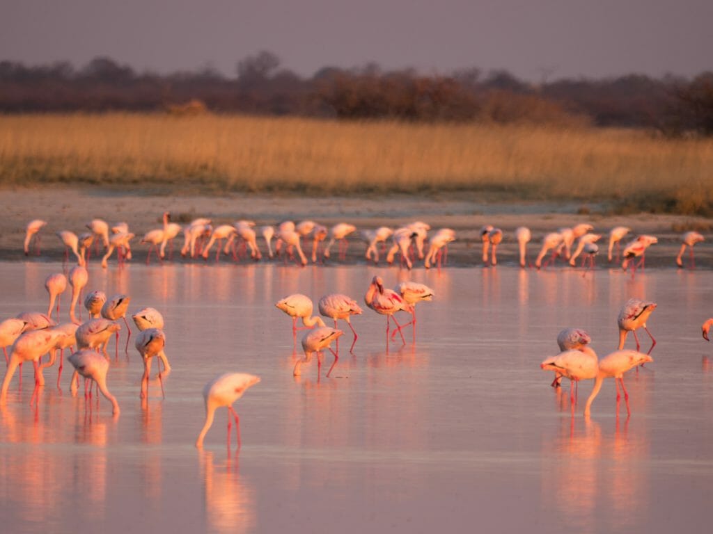 Flamingos, Makgadikgadi Pans, Botswana