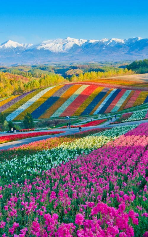 Fileds with lines of different brighly coloured flowers and snow capped mountains in distance.