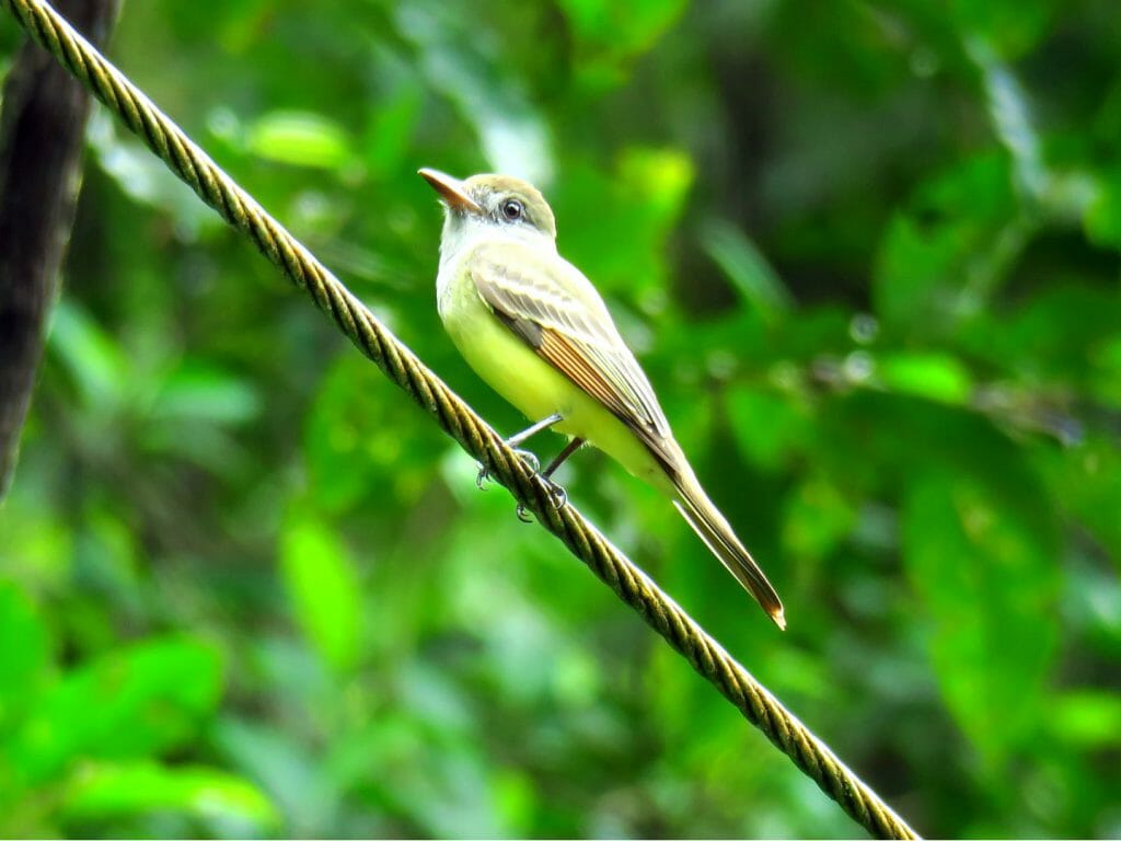 Flycatcher, Manuel Antonio National Park, Costa Rica