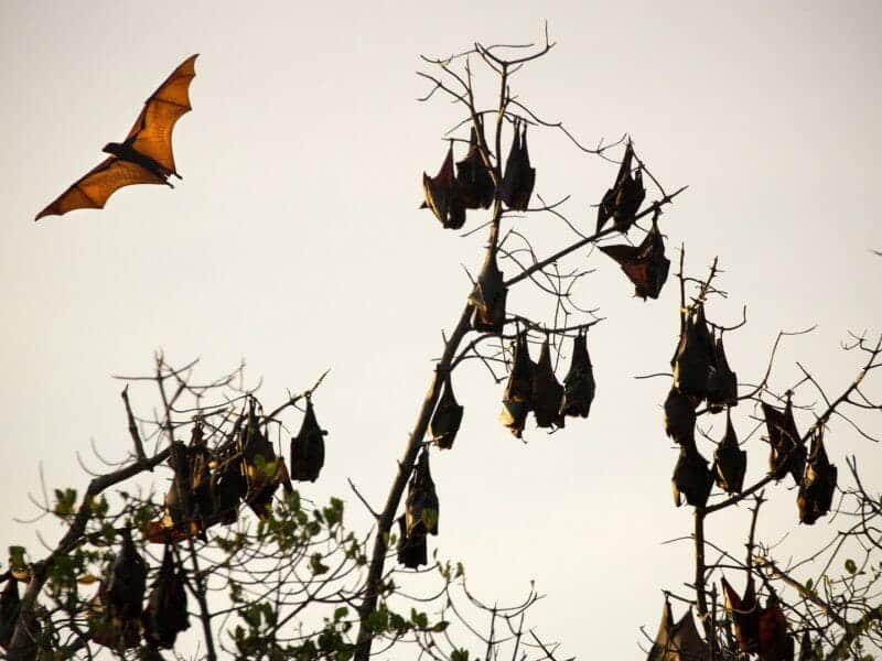 Flying Foxes, Moyo Island, Indonesia, Sea Trek Cruises