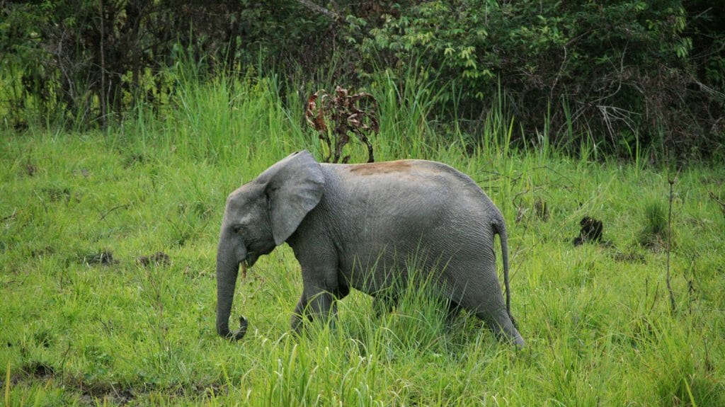 Forest elephant, Gabon