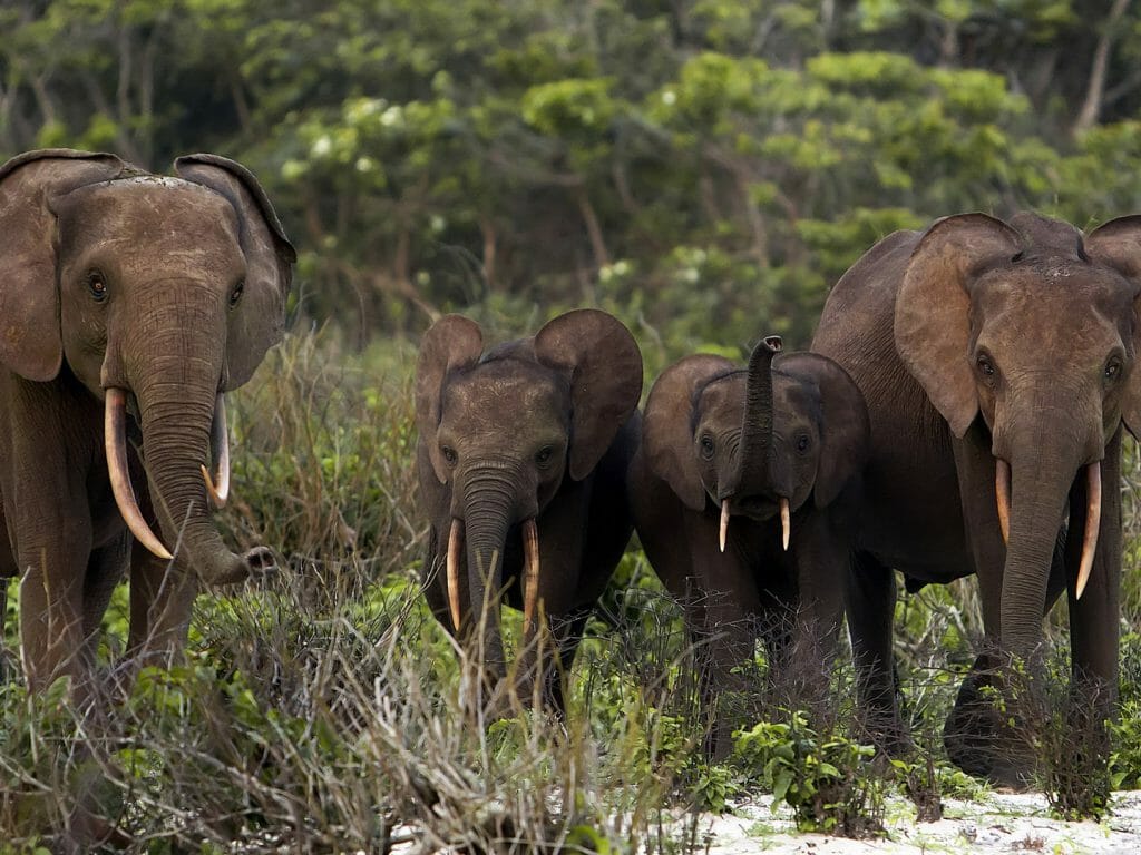 Forest elephants approaching the beach, Loango, Gabon