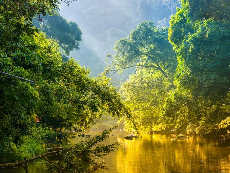 Morning River Cruise, Amazon Rainforest