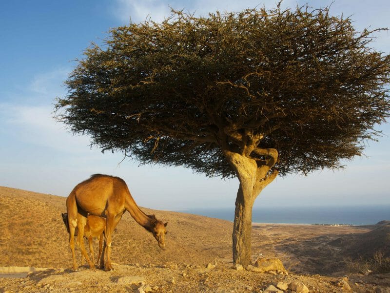 Frankincense Tree, Salalah, Oman