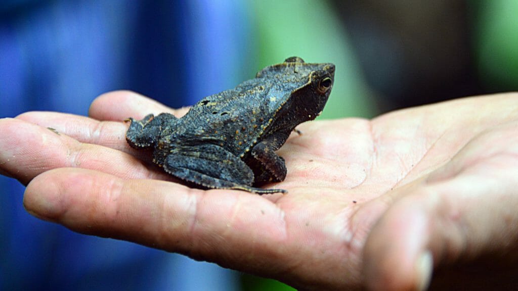Frog, Amazon Ecuador