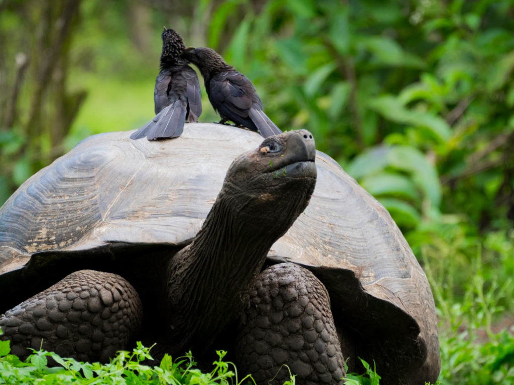 Galapagos giant tortoise, galapagos islands