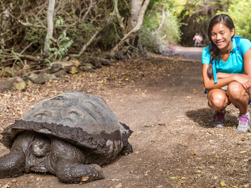 Galapagos giant tortoise and woman tourist on Santa Cruz Island in Galapagos Islands.