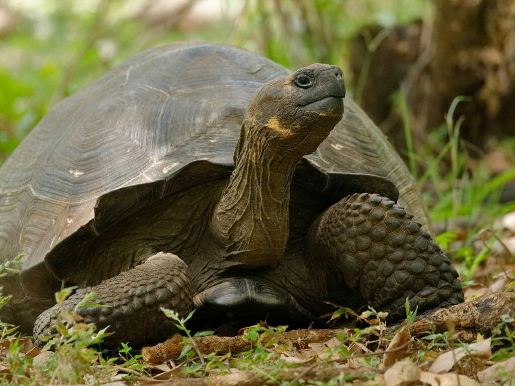 Galapagos Tortoise, Santa Cruz Island, Galapagos Islands