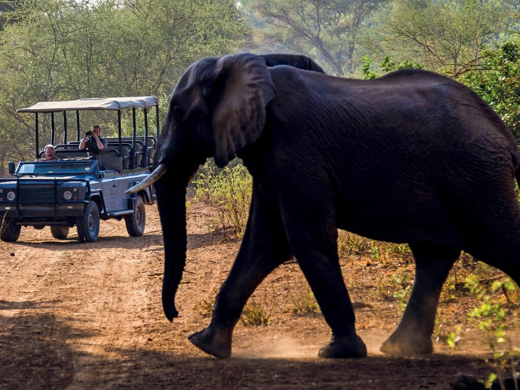 game drive, Kruger park, South Africa