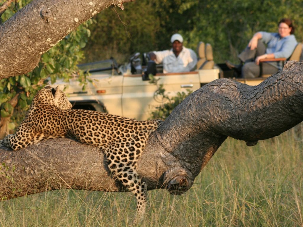 game drive with leopard, South Africa