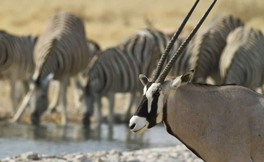 gemsbok, Etosha National Park, Namibia