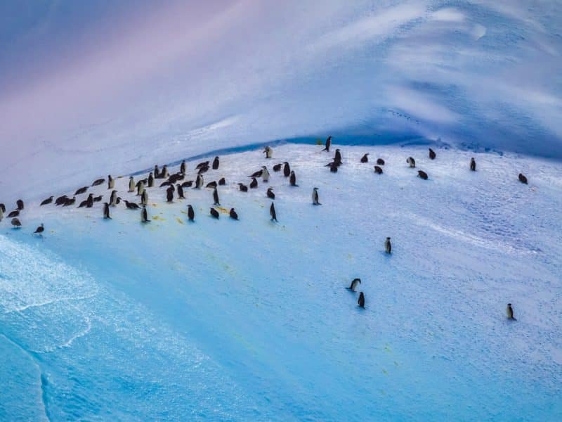 Gentoo Penguins, South Georgia Islands, Antarctica