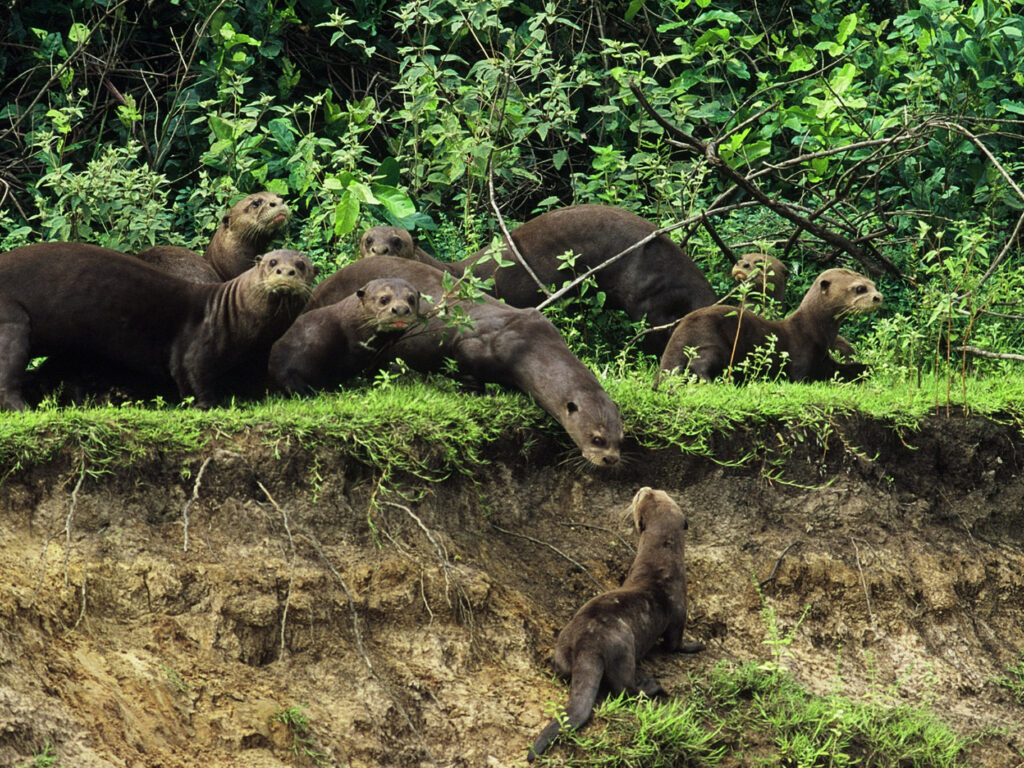 Giant Brazilian Otters, Brazil