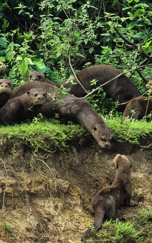 Giant Brazilian Otters, Brazil