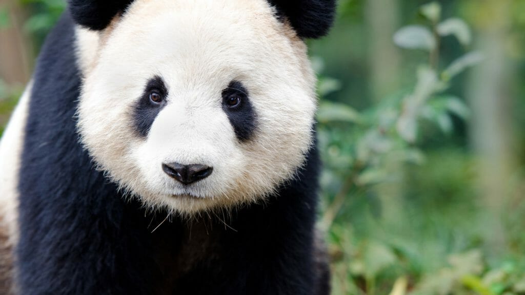 Giant Panda, China