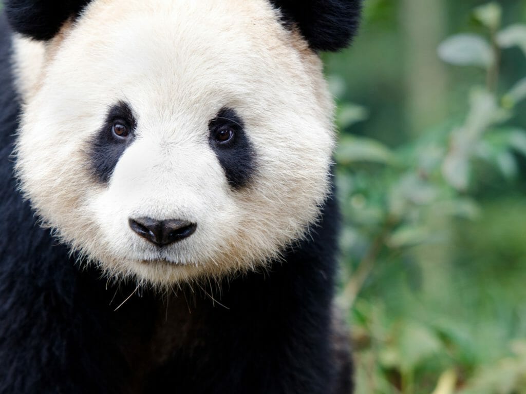 Giant Panda, China