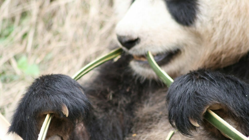 Close up of giant panda eating bamboo.