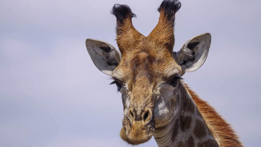 Giraffe, Nkomazi, Western KruGer, South Africa