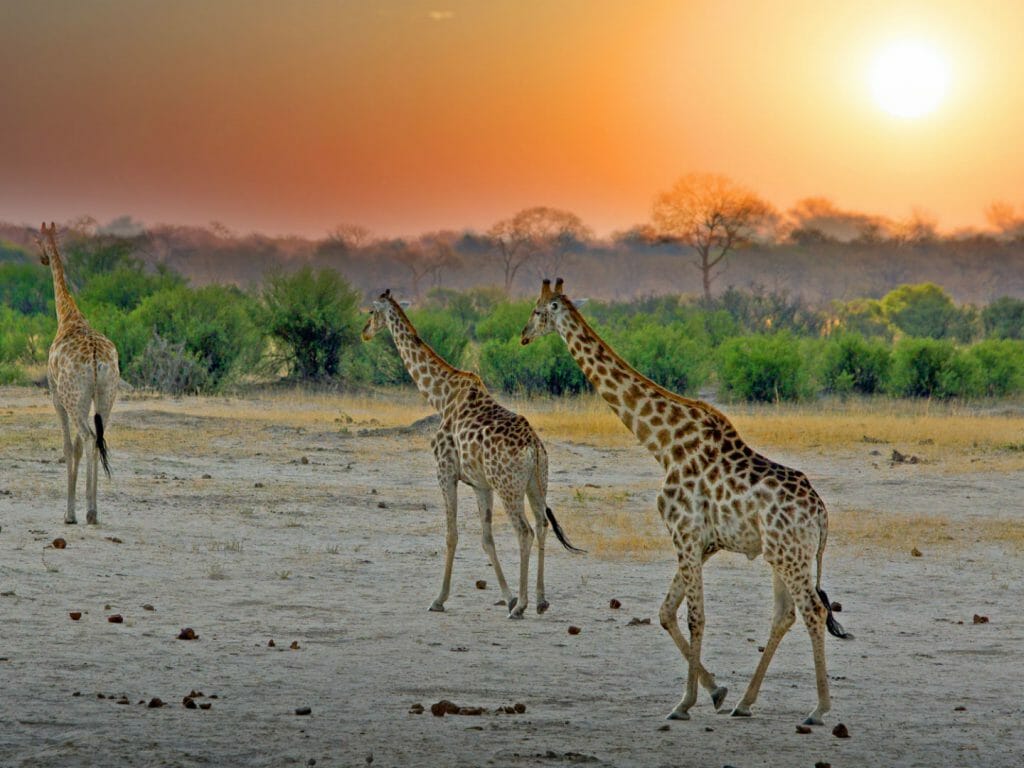 Giraffes in sunset, Hwange, Zimbabwe
