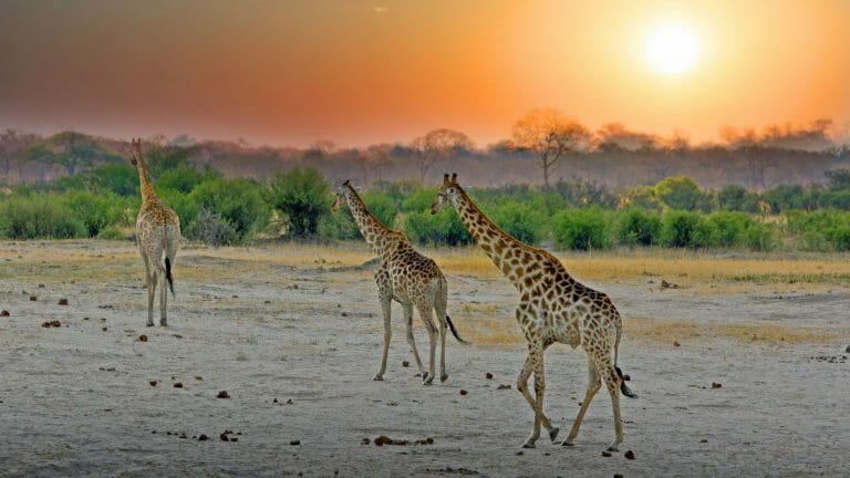 Giraffe sunset Hwange Zimbabwe