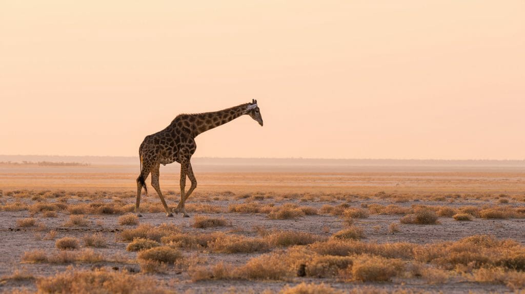 Giraffe walking in the bush on the desert pan at sunset, Etosha National Park, Namibia