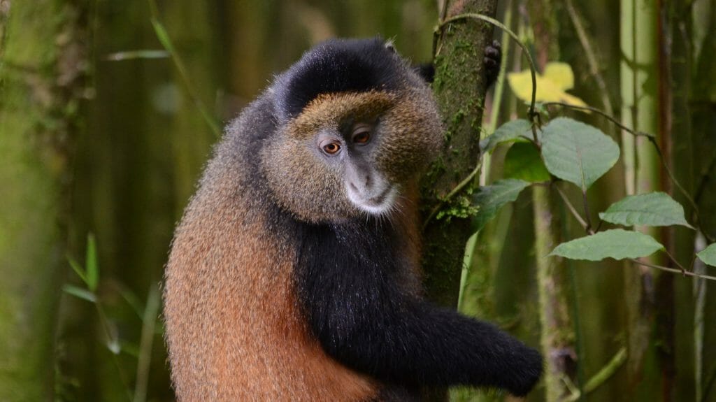 Golden monkey, Volcanoes National Park, Rwanda