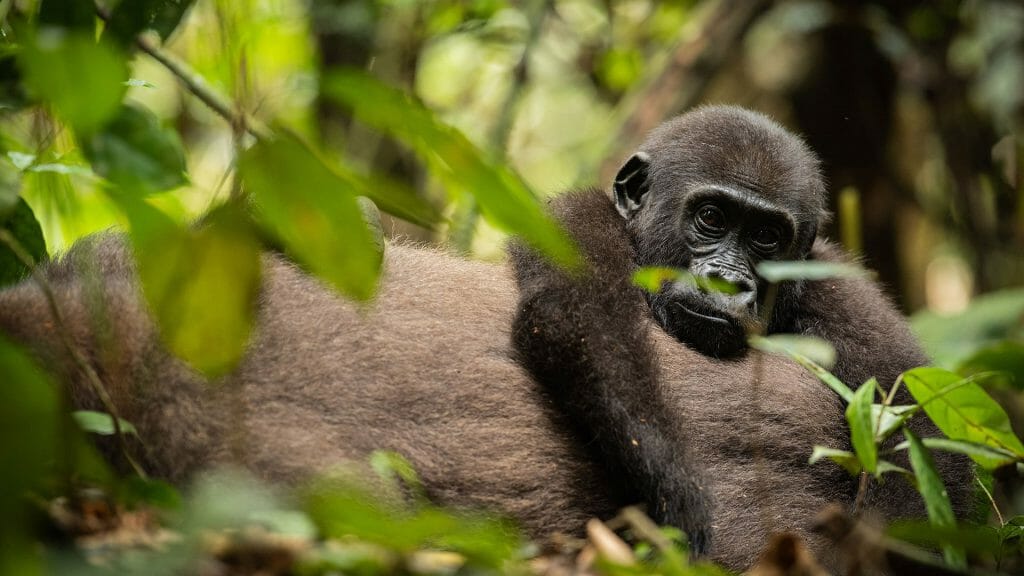 Gorilla, Dzanga Sangha, Central African Republic