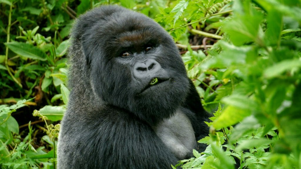 Gorilla eating, Volcanoes National Park, Rwanda