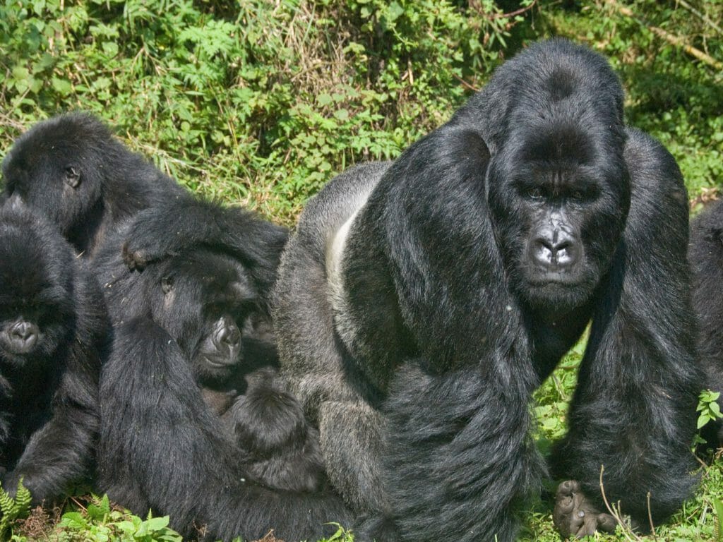 Gorilla Family, Rwanda