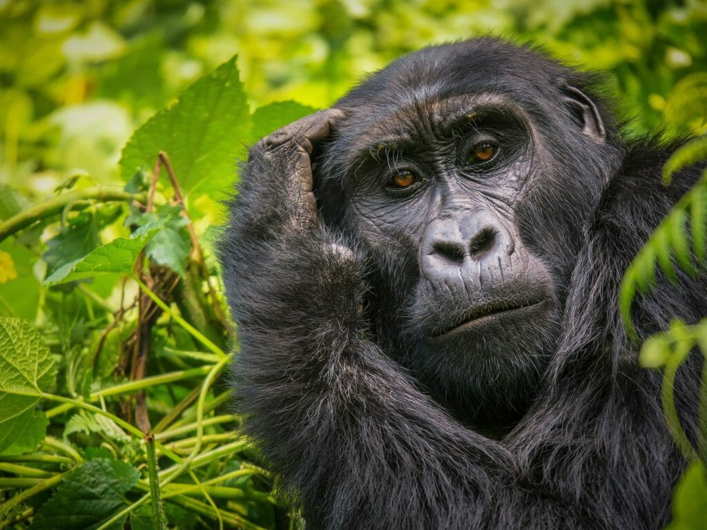 Gorilla scratching its head, Bwindi Impenetrable National Park, Uganda