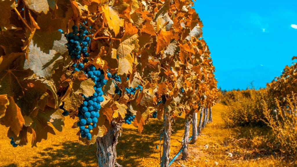 Grapes and Vines, Mendoza, Argentina