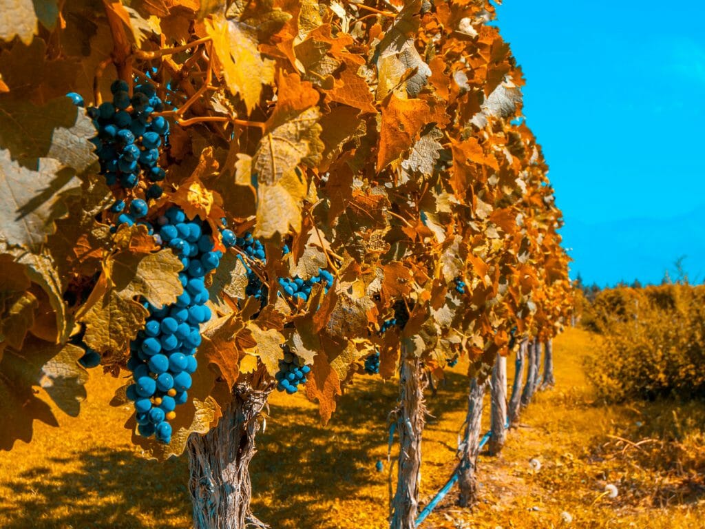 Grapes and Vines, Mendoza, Argentina