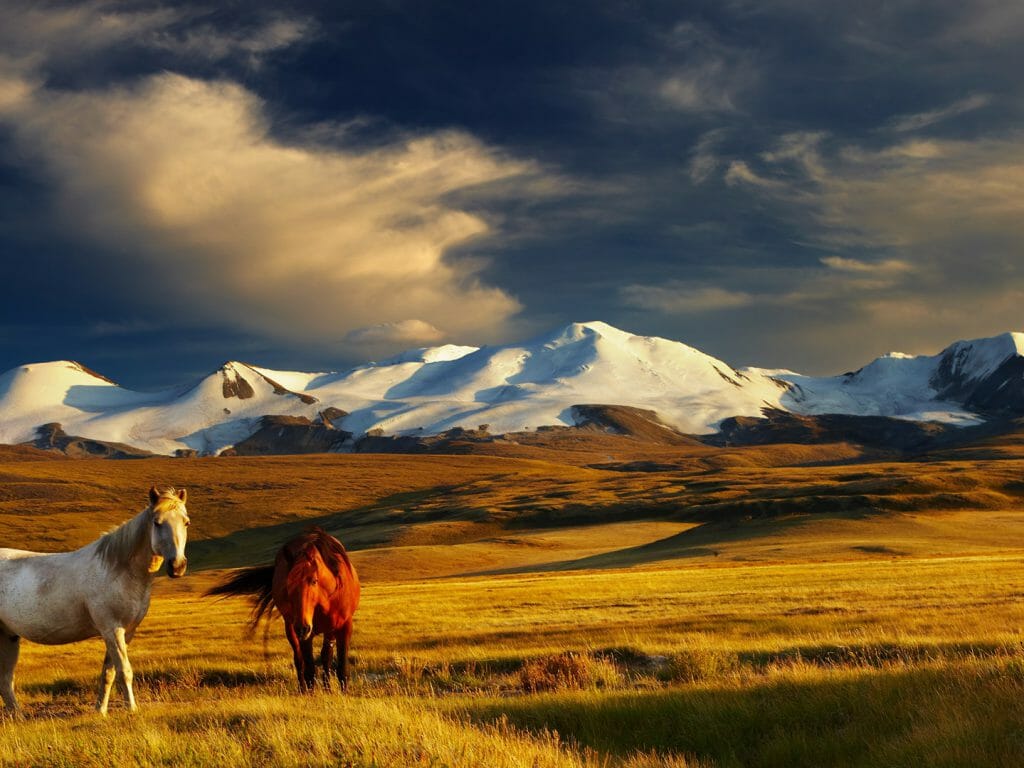Grazing Horses, Ukok Plateau, Russia