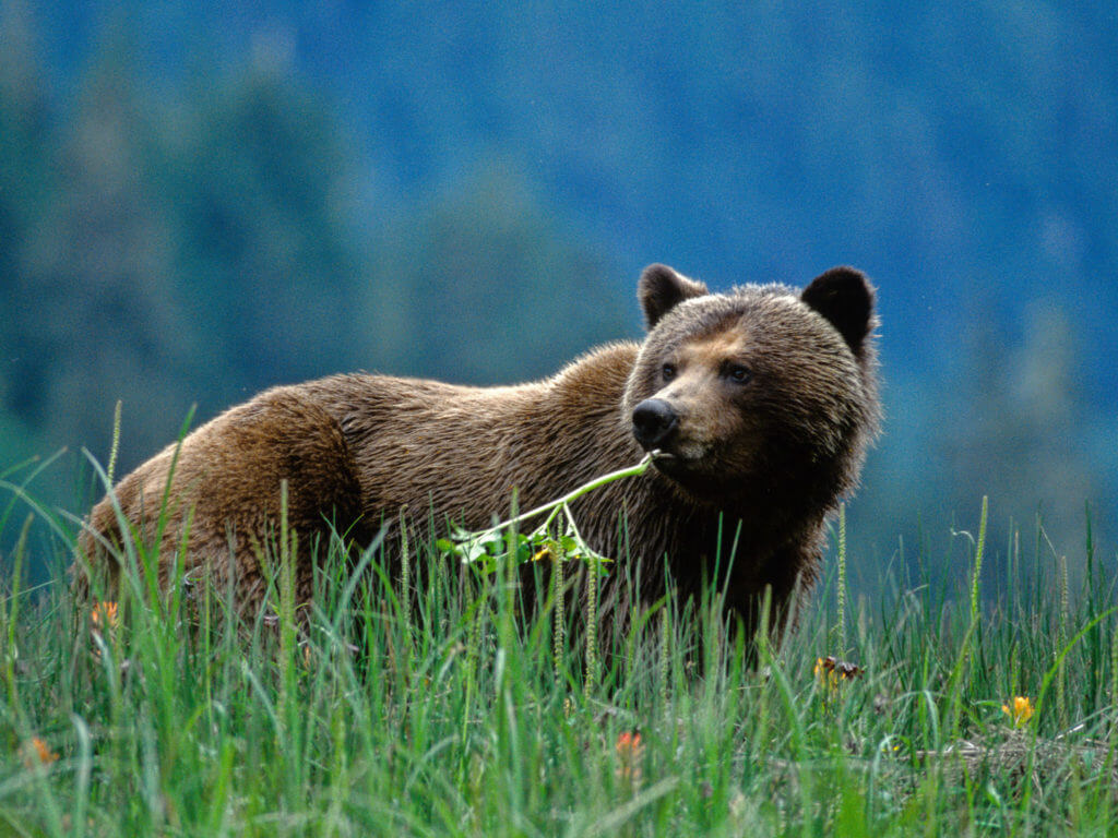 Great Bear Lodge, Grizzly Eating a Flower, Great Bear Rainforest, Canada