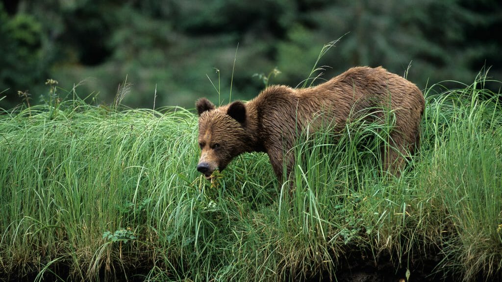 Grizzly Bear, Great Bear Rainforest, Canada