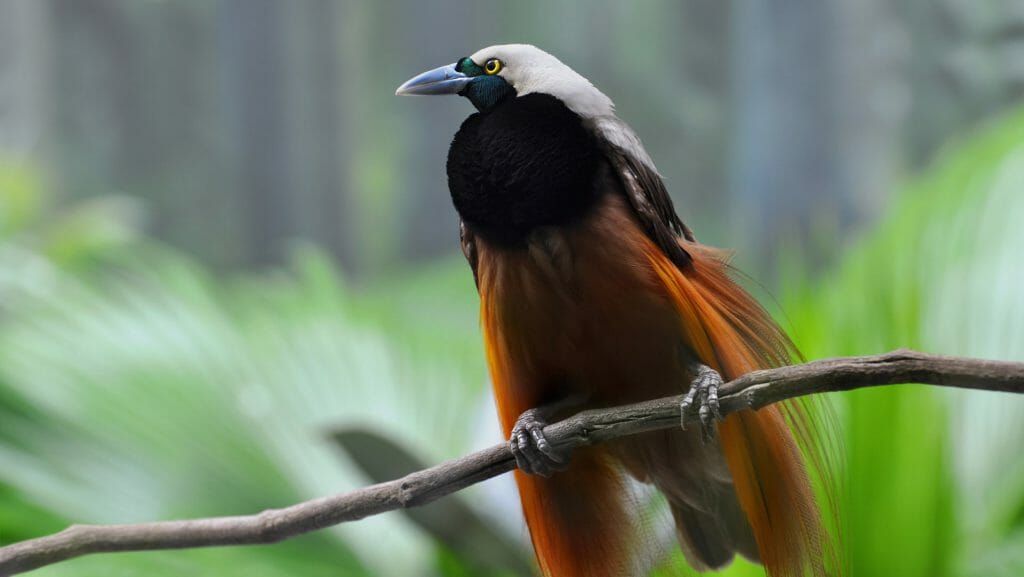 Greater Bird of Paradise, Papua New Guinea
