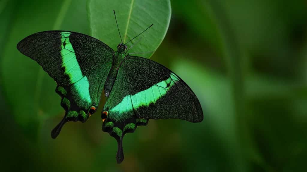Green and black butterfly perched on green leaf.