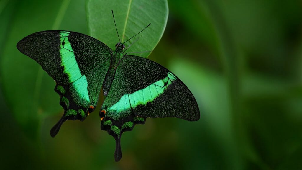 Green and black butterfly perched on green leaf.