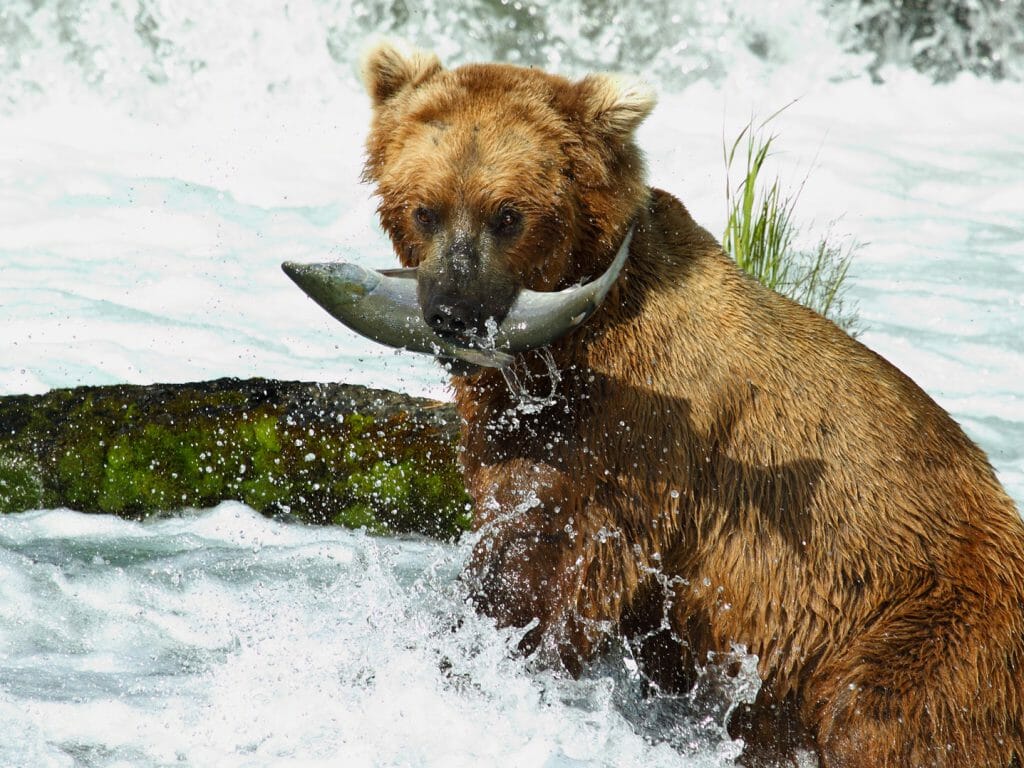 Grizzly bear, Katmai NP, Alaska
