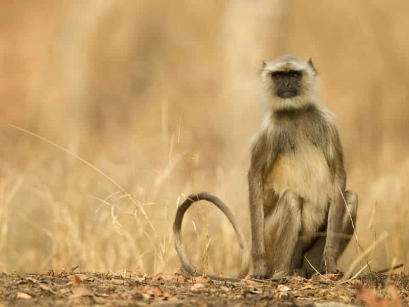 Hanuman Langur, Pench National Park, India