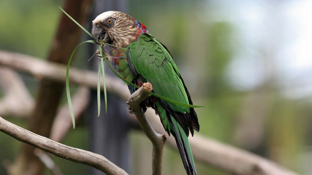 Hawk Headed Parrot, French Guiana