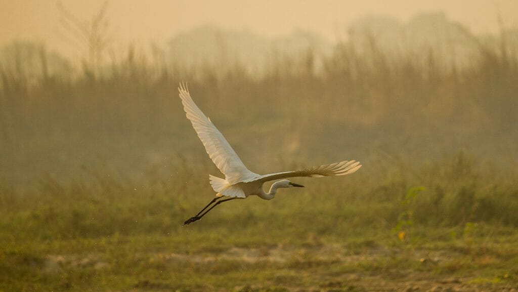 heron type bird flying at the chitwan national park
