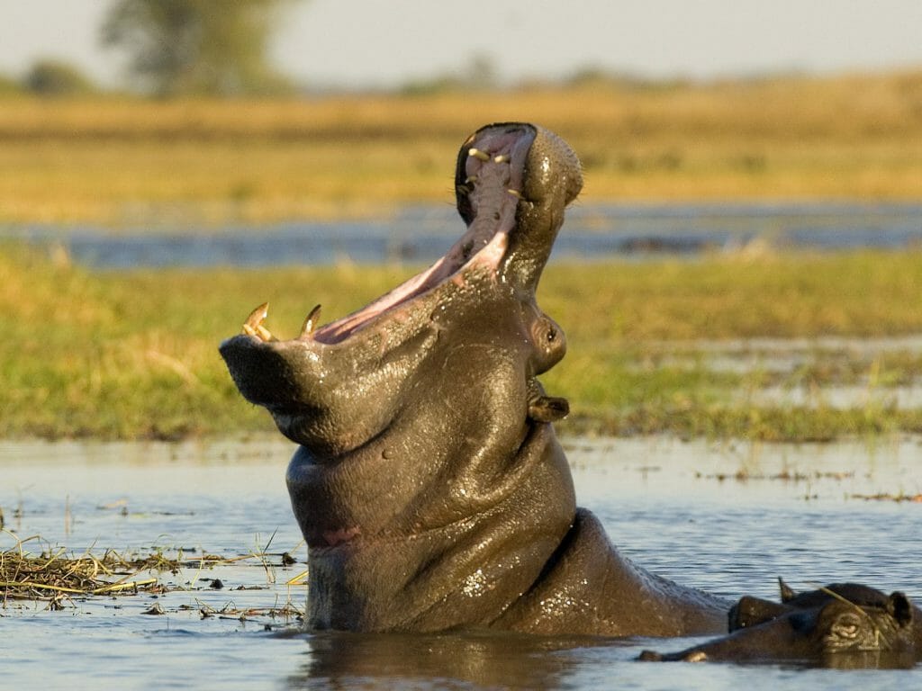 Hippo yawning, Busanga Plains, Kafue National Park, Zambia