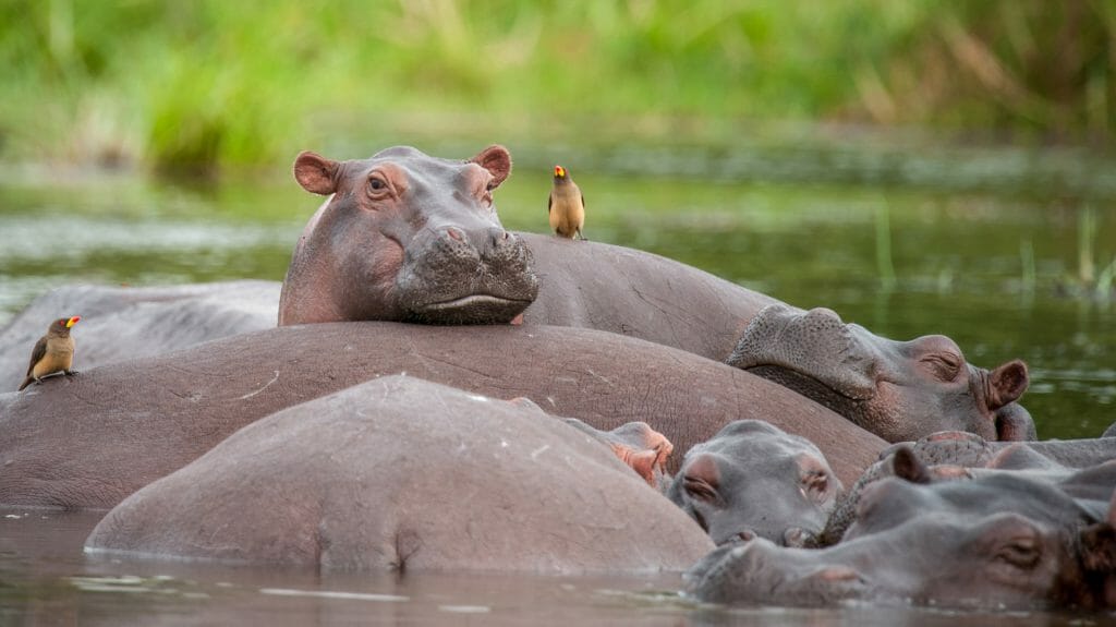 Hippos, Murchison Falls National Park, Uganda