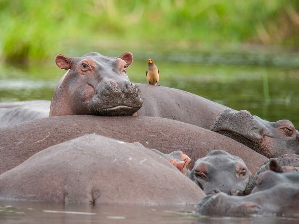 Hippos, Murchison Falls National Park, Uganda