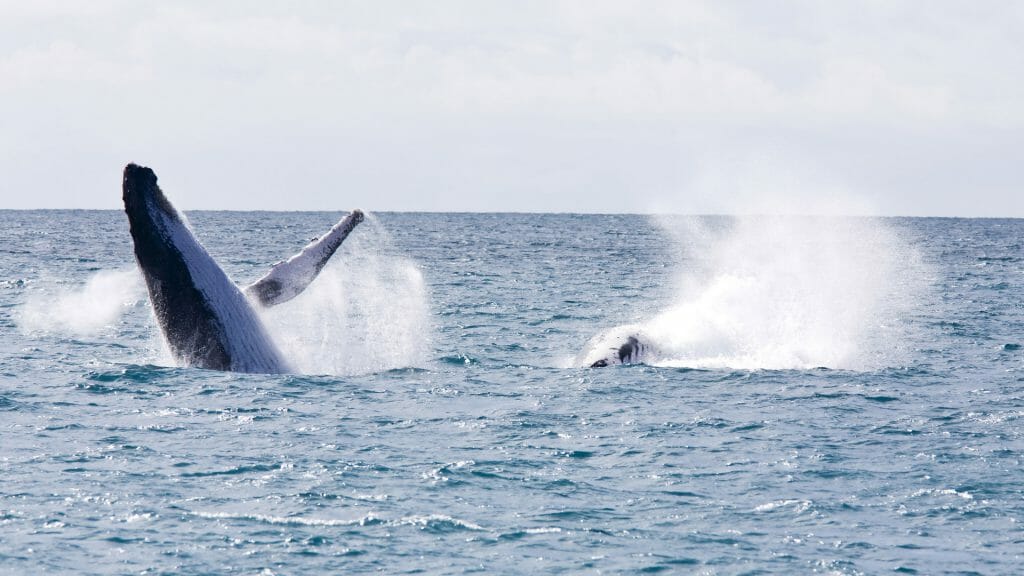 Humpback Whale, Bahia, Brazil