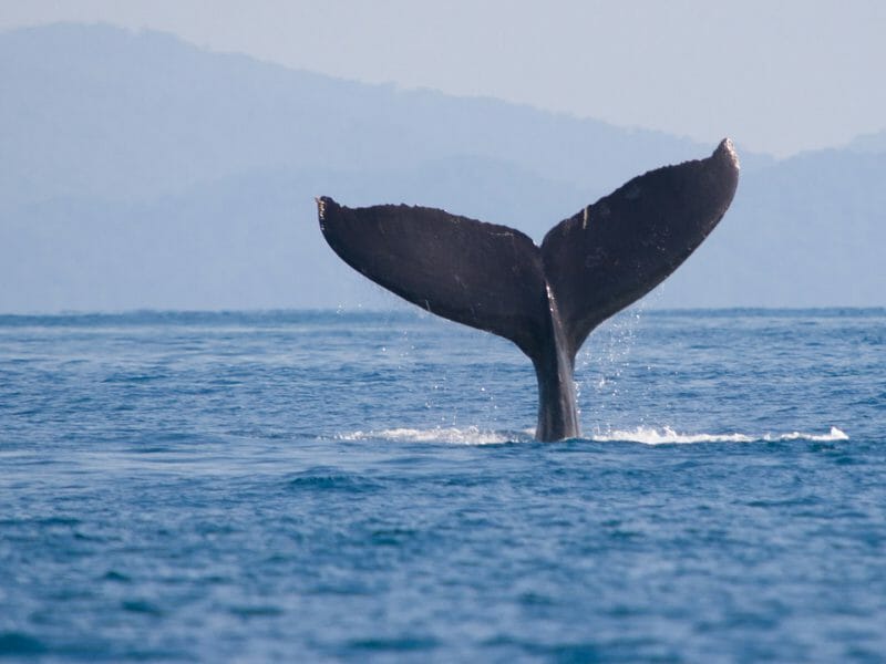 Humpback Whale, Costa Rica